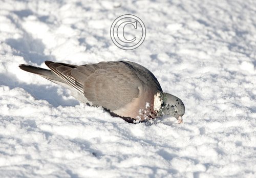 Woodpigeon in the Snow DM0827
